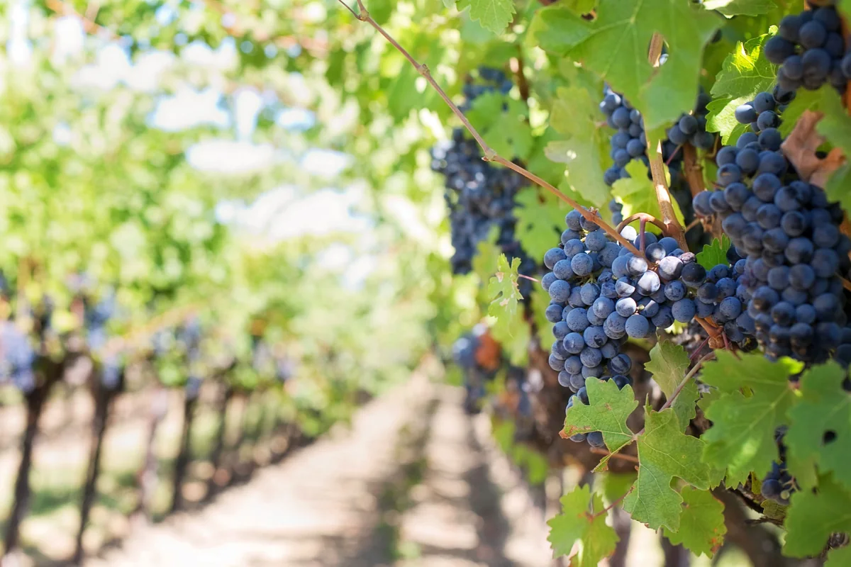Grappes de raisin noir dans les vignes